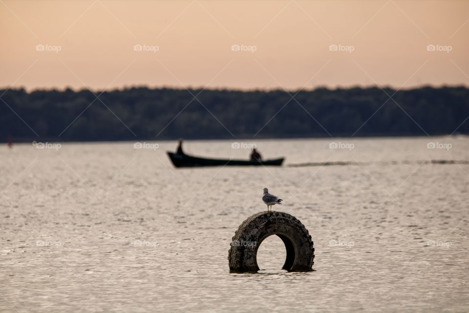 Seagull and fisher