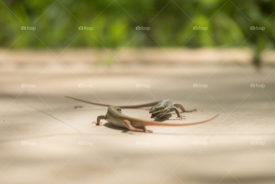 two lizard standing against each other ready to fight