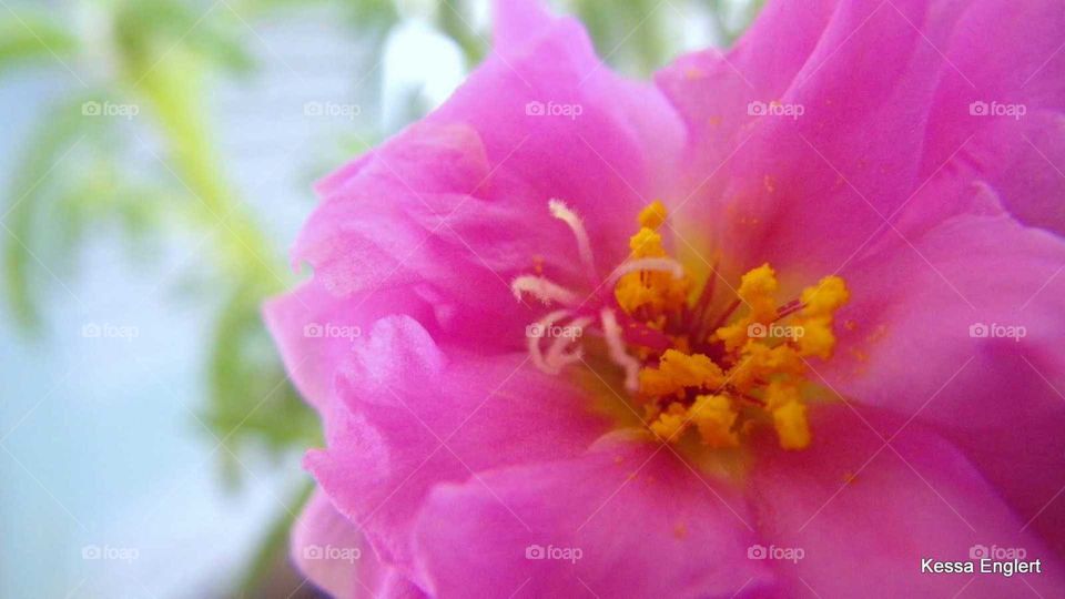 Pink Macro Flower 2