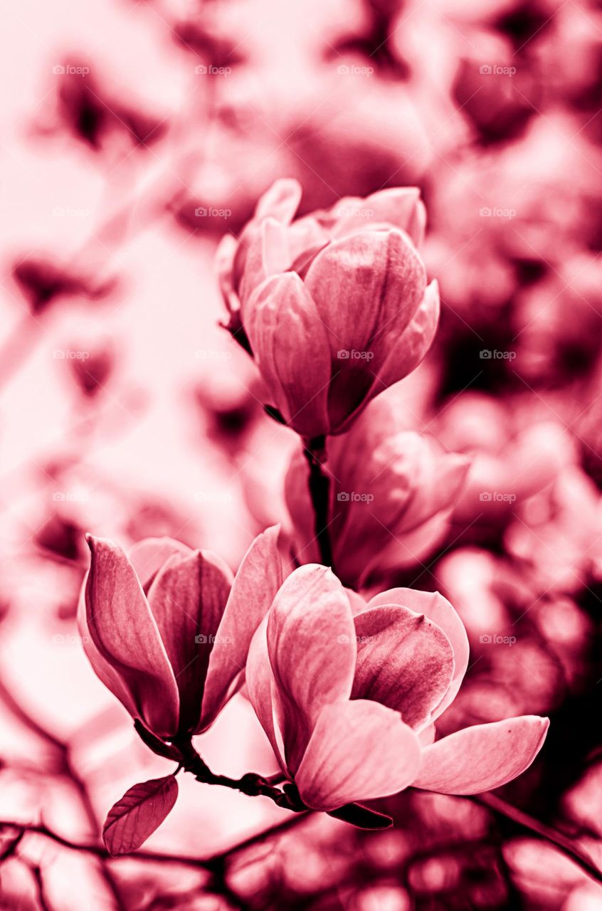Viva Magenta magnolia flowers - Color of the Year 2023.