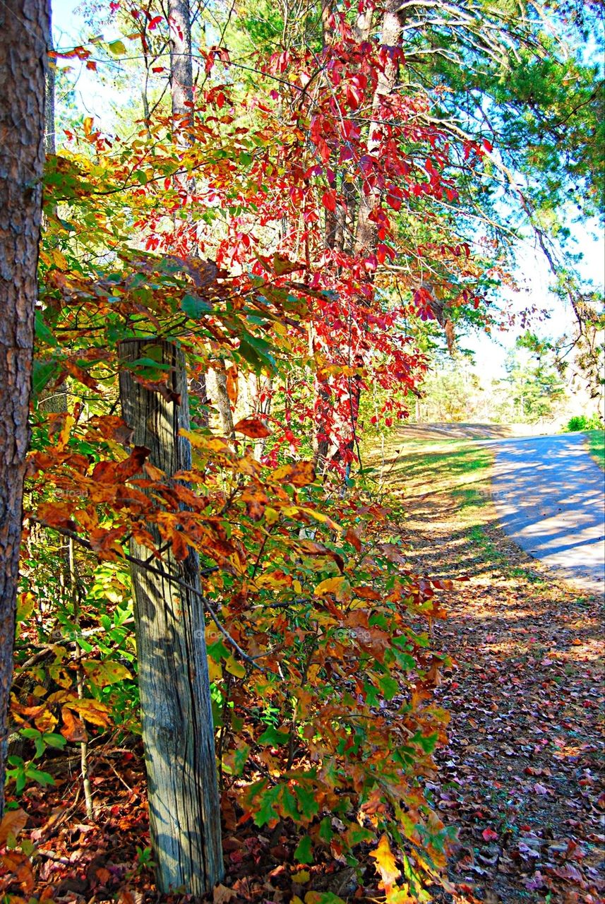 Fence post along country road