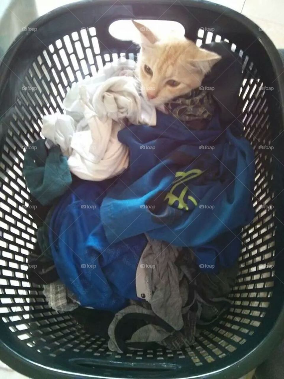 Garfield stuck in the laundry basket