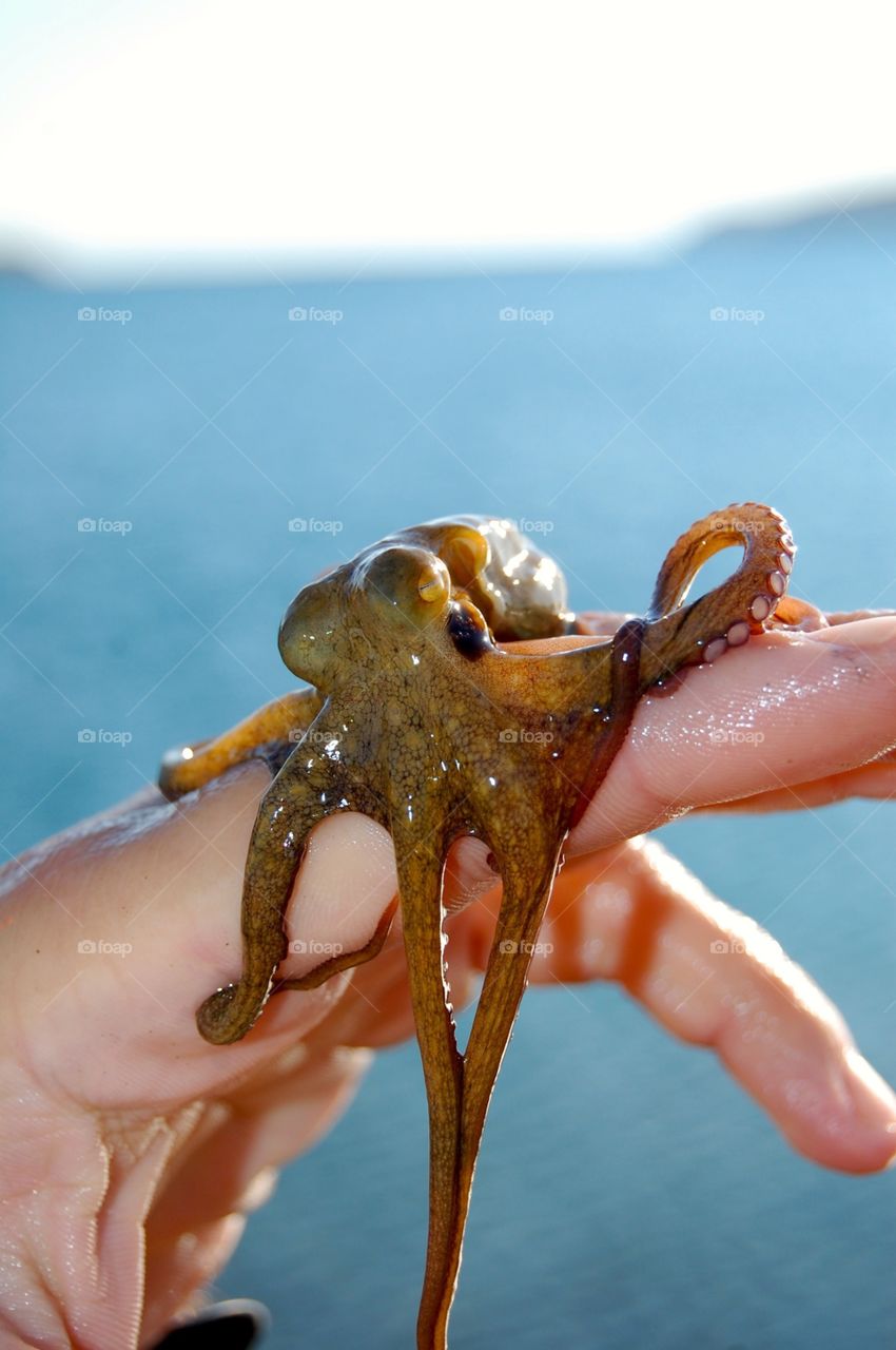 Octopus
