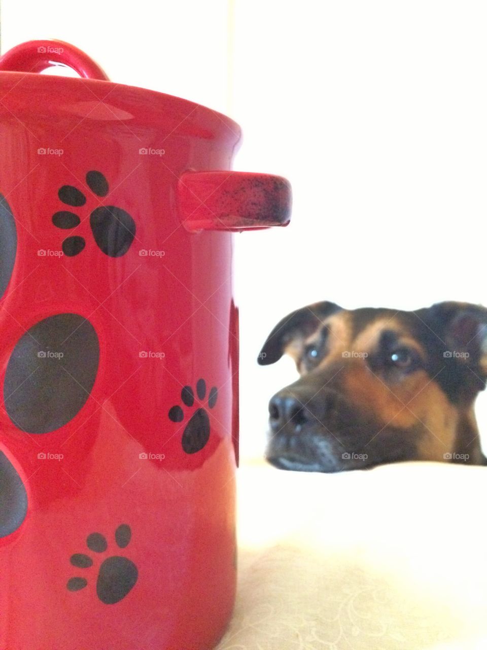 German shepherd dog looking at cookie jar