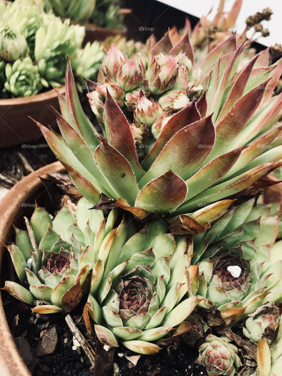 Succulents growing together in a pot. 