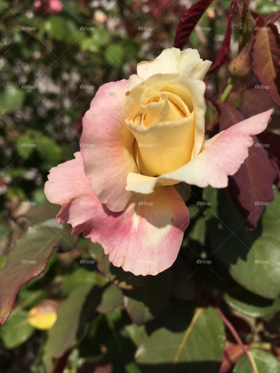 🌼#Flores do nosso #jardim, para alegrar e embelezar nosso dia!
#Jardinagem é nosso #hobby.
🌹
#flowers
#garden
#nature
#flor