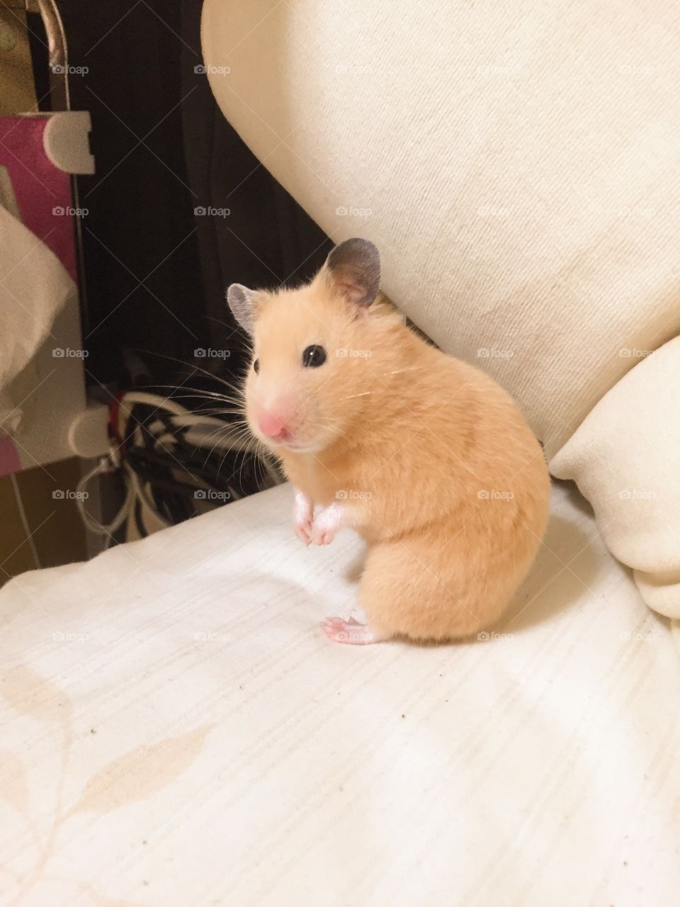 "Miñimiñi bebé" my little hamster 