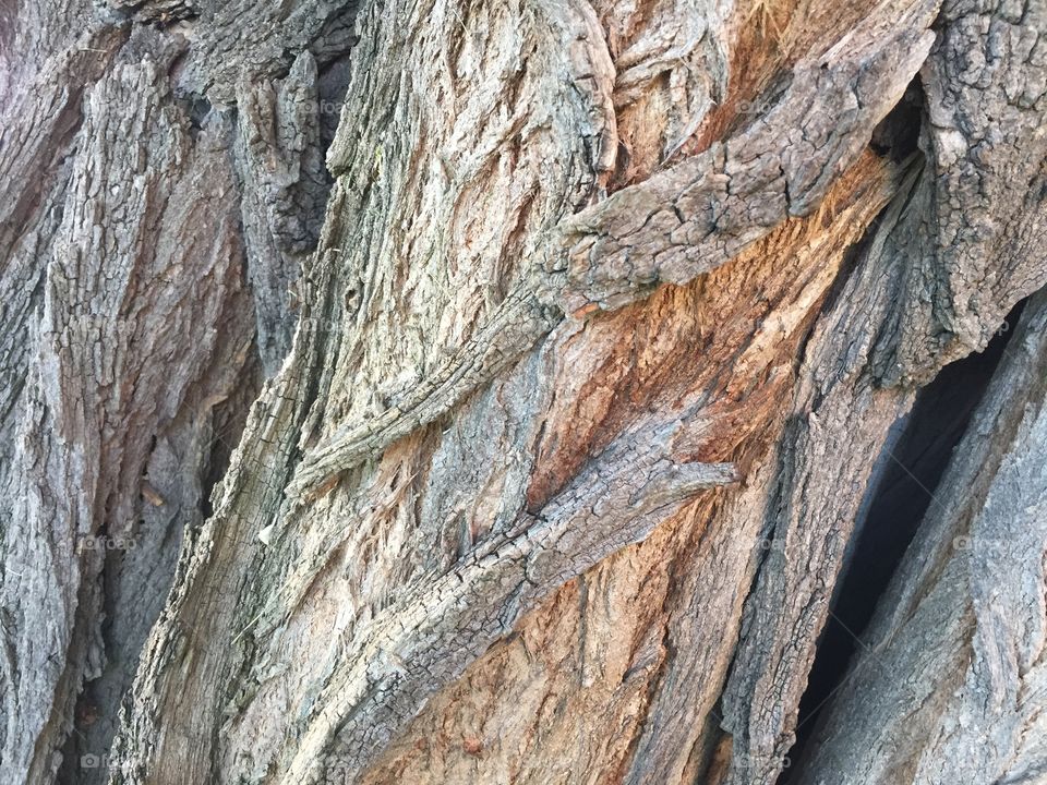 Creative textures
Bark on a huge maple tree. It must be hundreds of years old