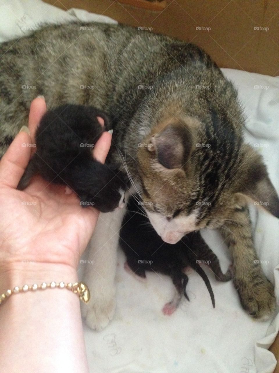 Adorable kittens and their mom.