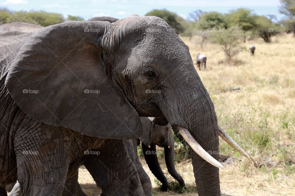 Beautiful portrait of an African elephant!