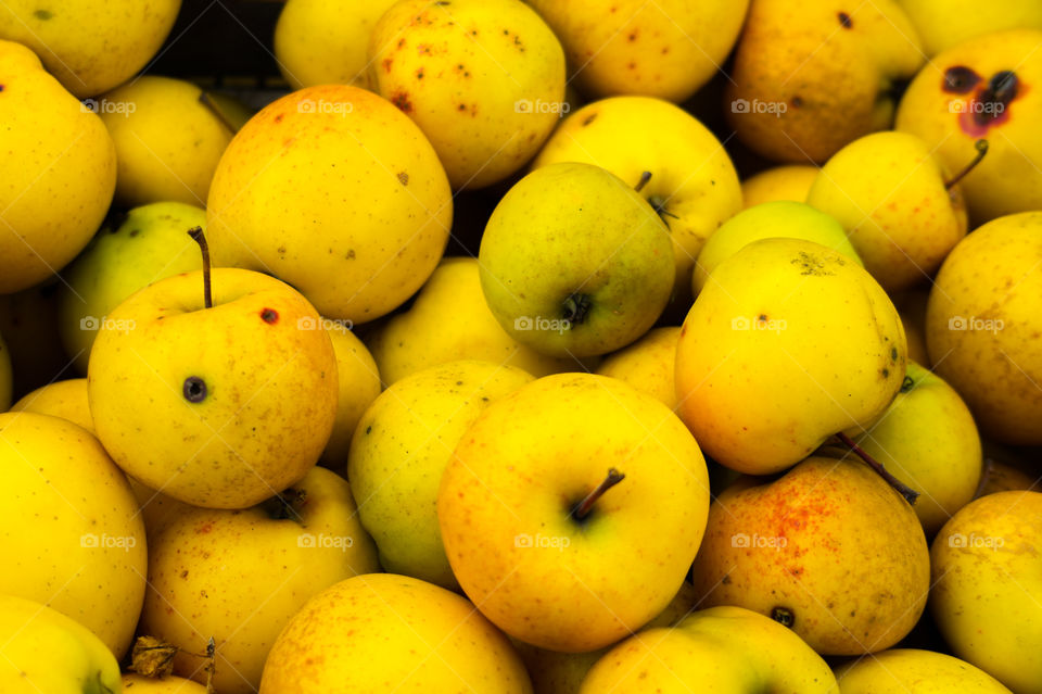Harvest ripe juicy and tasty apples. Harvested juicy apples from fertile trees.