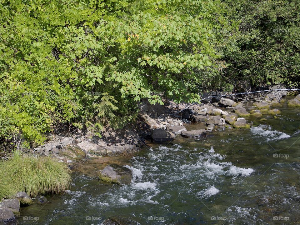 The beautiful waters of the McKenzie River rush along its lush green banks in the Willamette National Forest in Western Oregon on a sunny summer day.