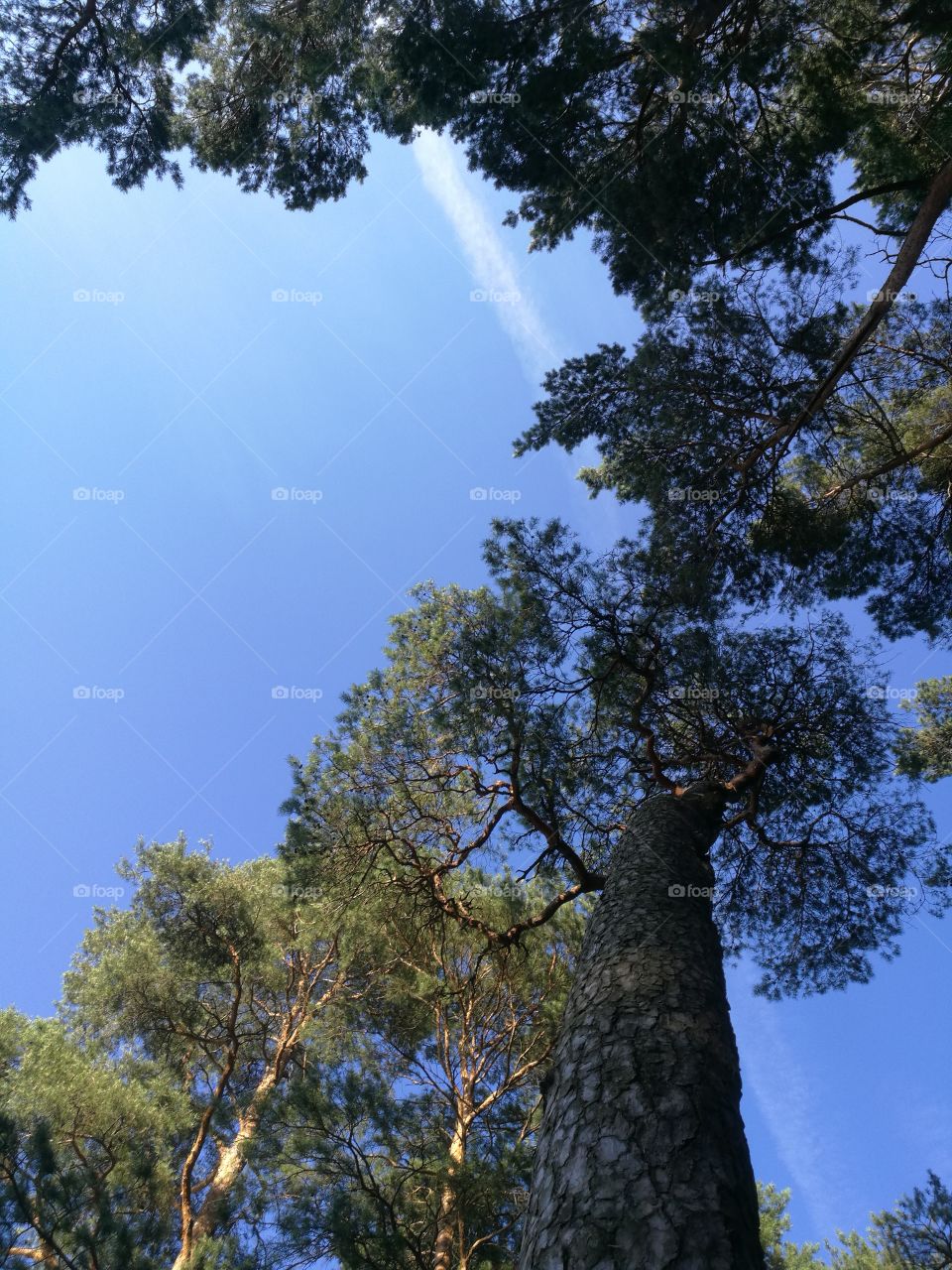 vacation in the forest