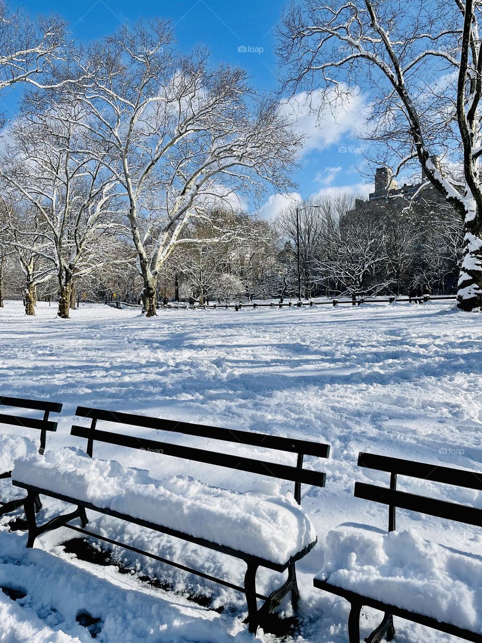 Winter beginnings- A snowy day in the park, the benches all have snowy cushions, and a glistening white carpet in the background. 