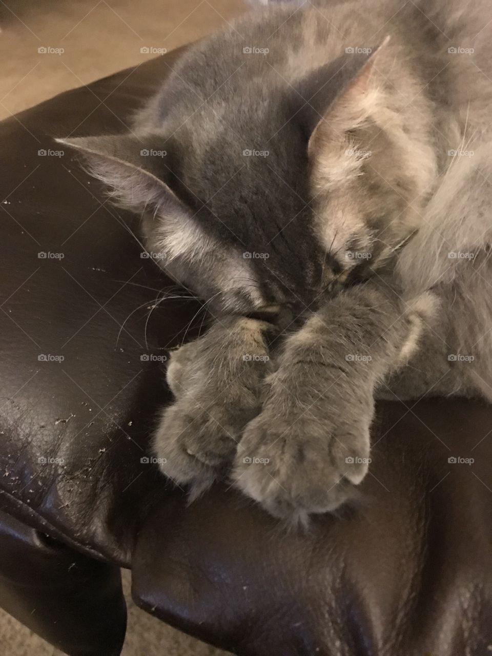 Can’t you see I’m taking a Cat nap. 