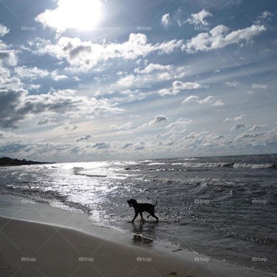 Dog on the Beach