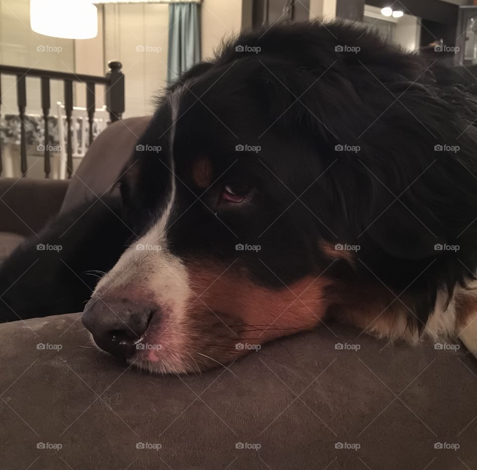 Bernese Mountain dog chills on the couch as it rains outside