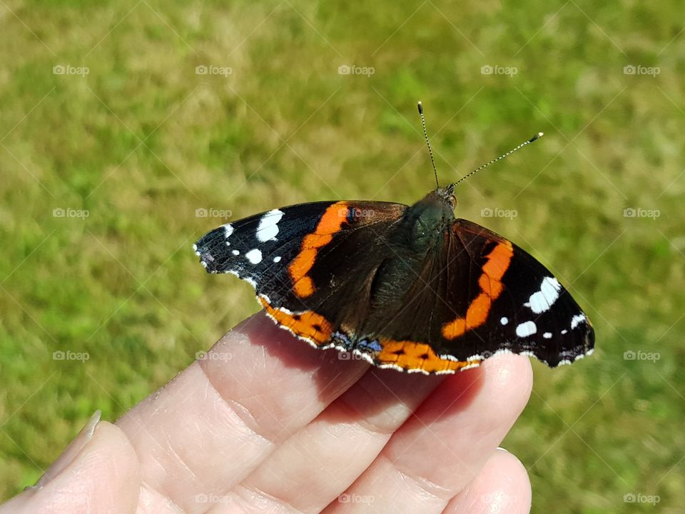 Butterfly on my hand