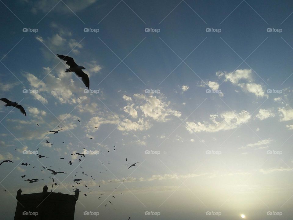 A flock of seagulls flying over the clouds.