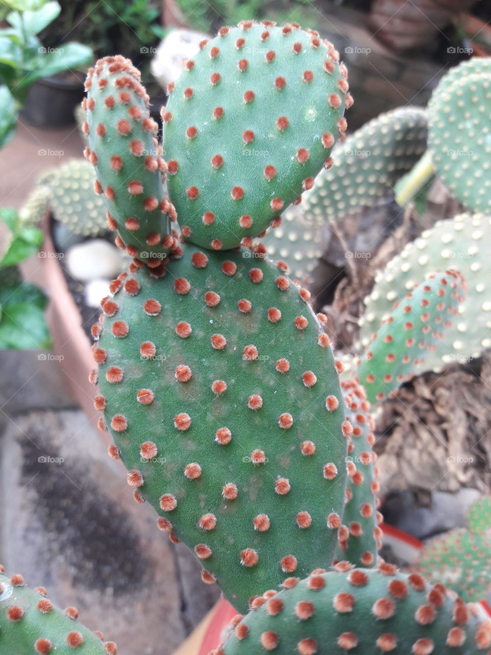 spotted cacti plant green red orange color