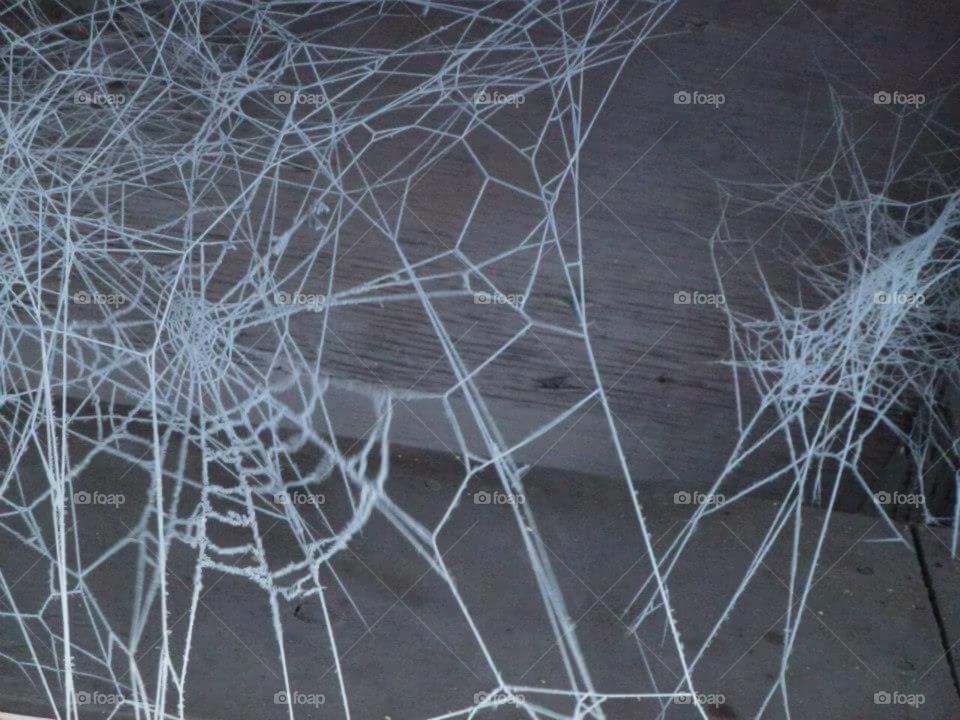 Frosted spider webs.
