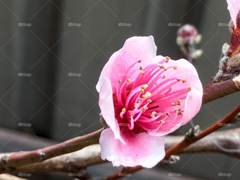 Nectarine fruit tree buds and blossoms pink Australia 