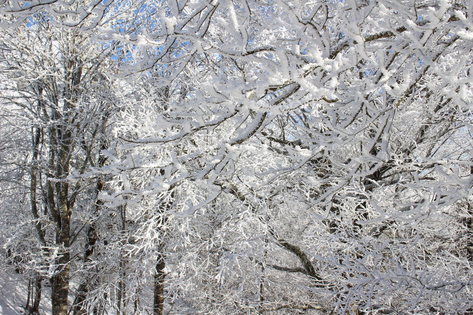 snow on branches