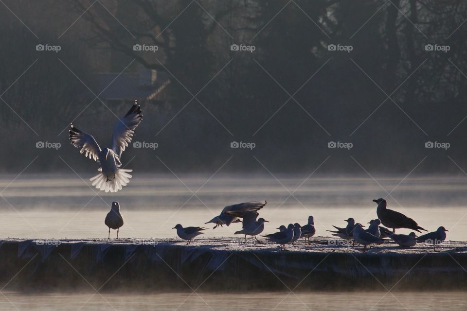 Birds on frozen lake