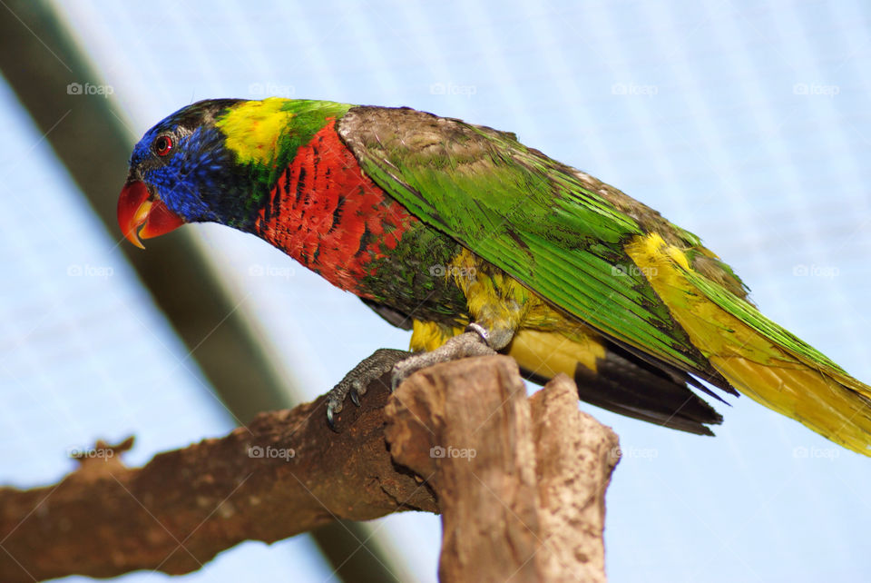 Lorikeet