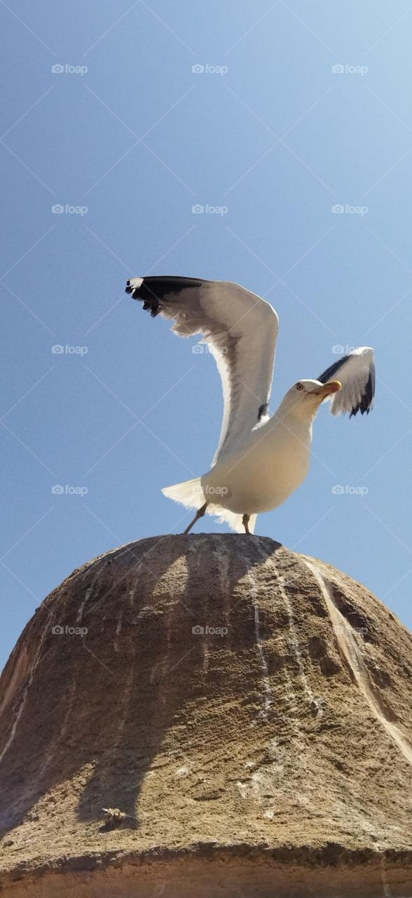 Beautiful seagull on minaret