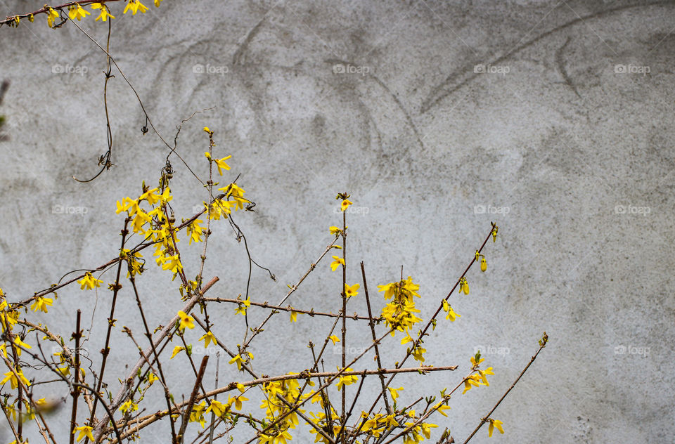 Yellow flowers in front of a gray wall