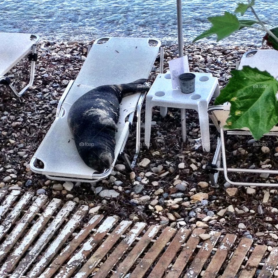 A monkseal stoled my sunbed
