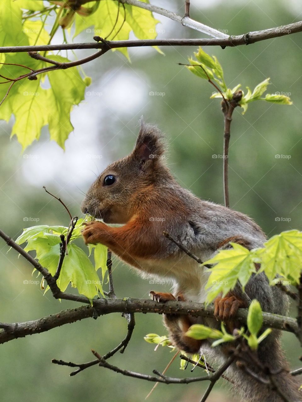 Squirrel tasting maple flowers
