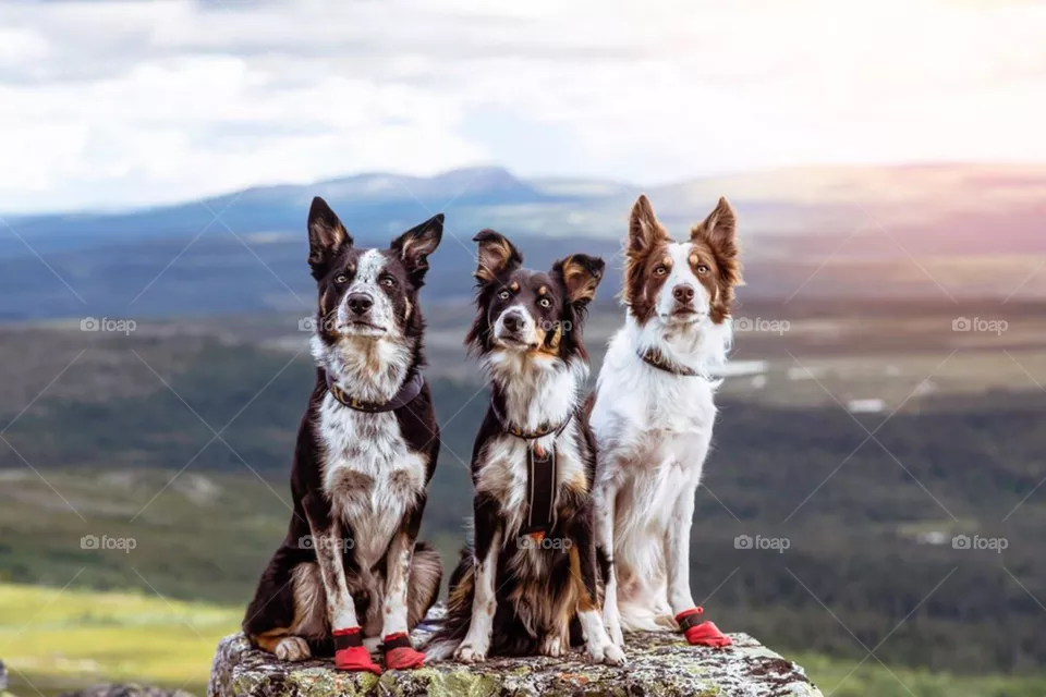 Dog Photography