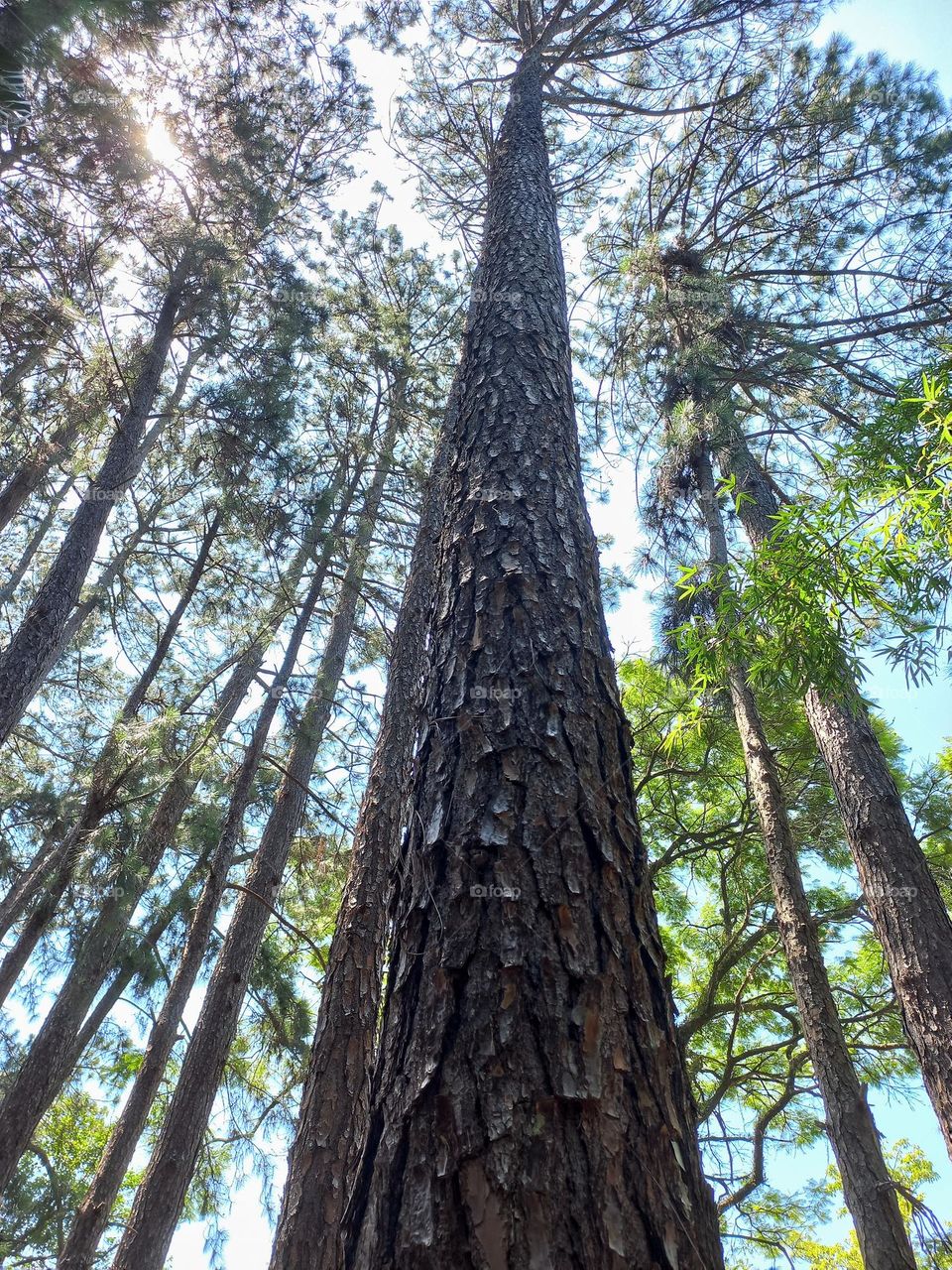 pine tree trunk in a sunny day