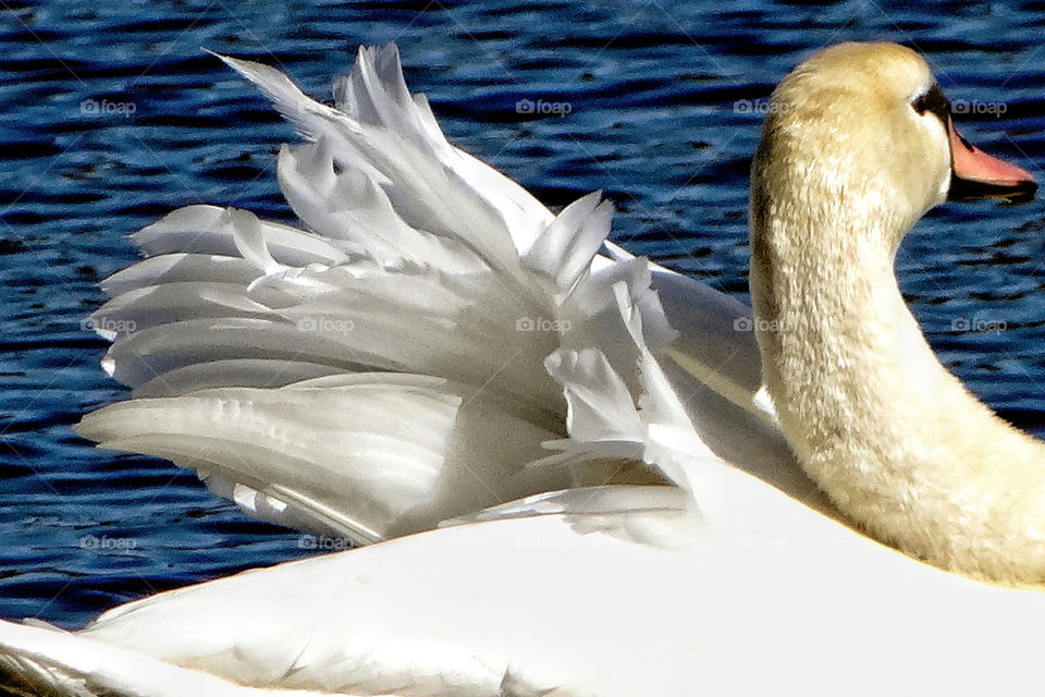 Swan stretch