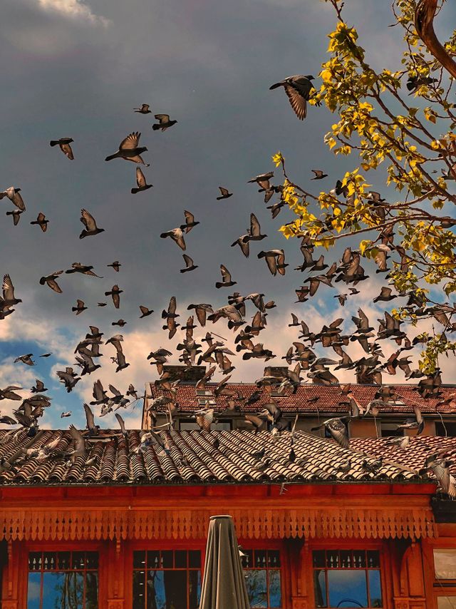 Flight of birds
