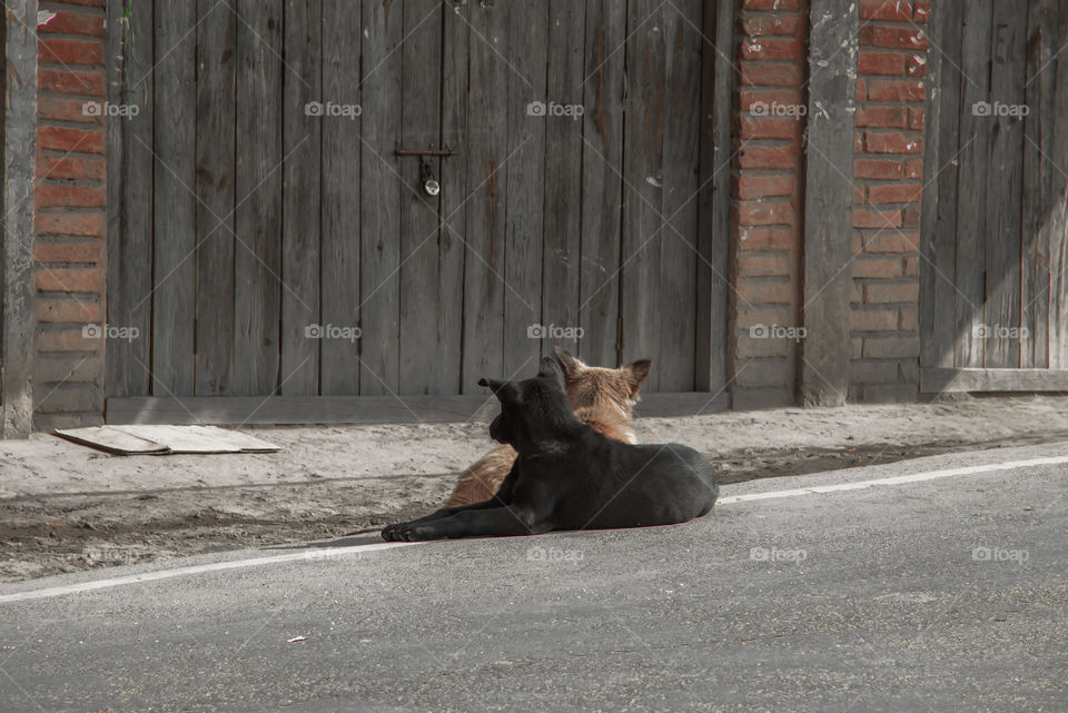 A black dog and his buddy.