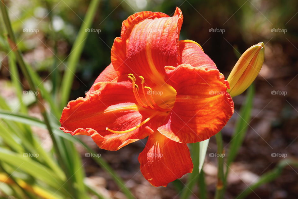 Orange daily lily