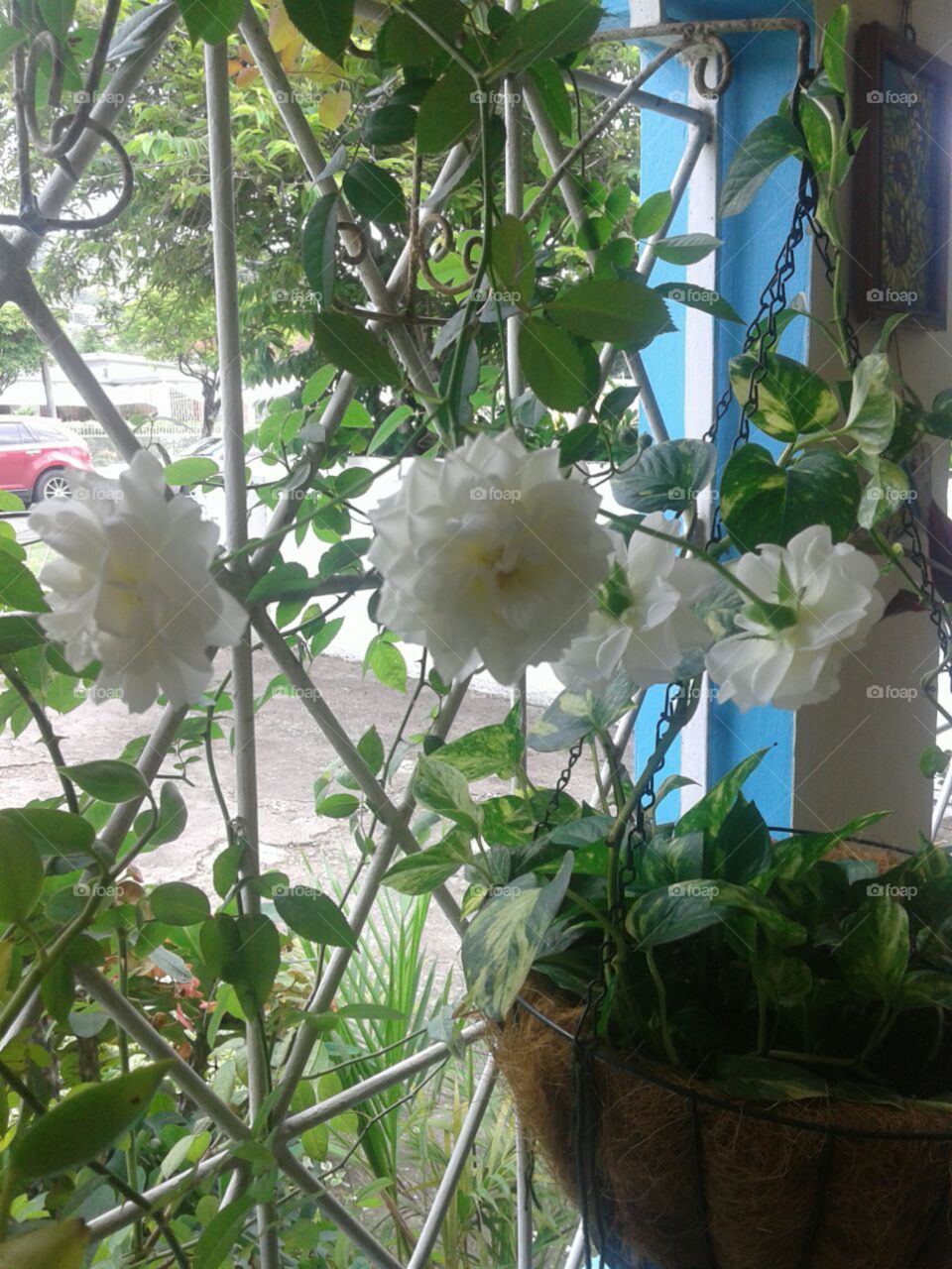 Flower, Leaf, Garden, Flora, Nature