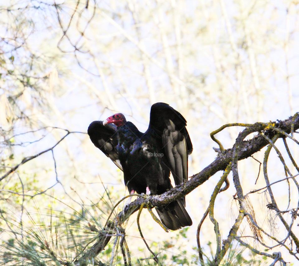 Buzzard perched in a tree