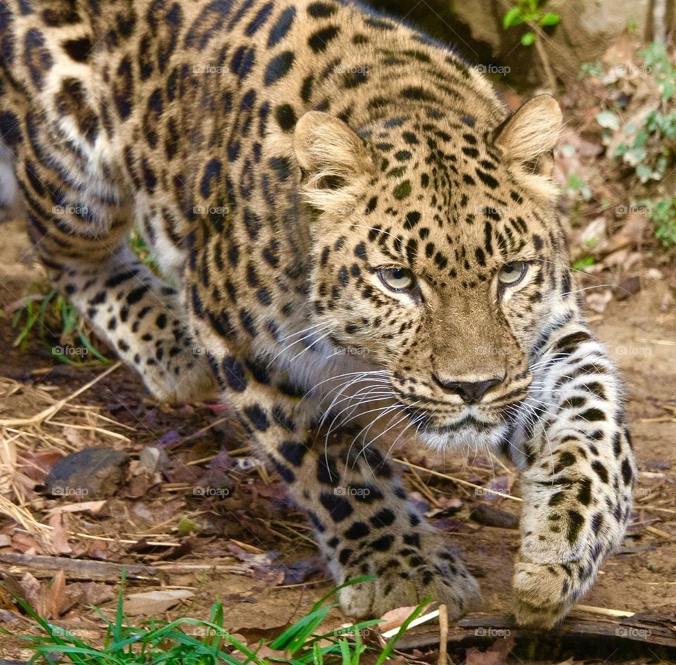 Leopard at the Pittsburgh, PA Zoo