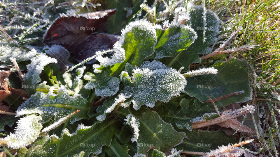 sunny frost