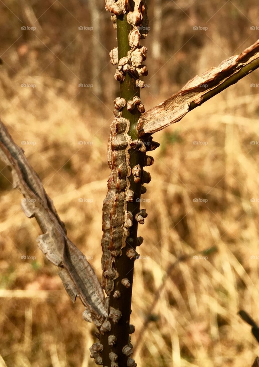 Tree seedling making its way in the forest 