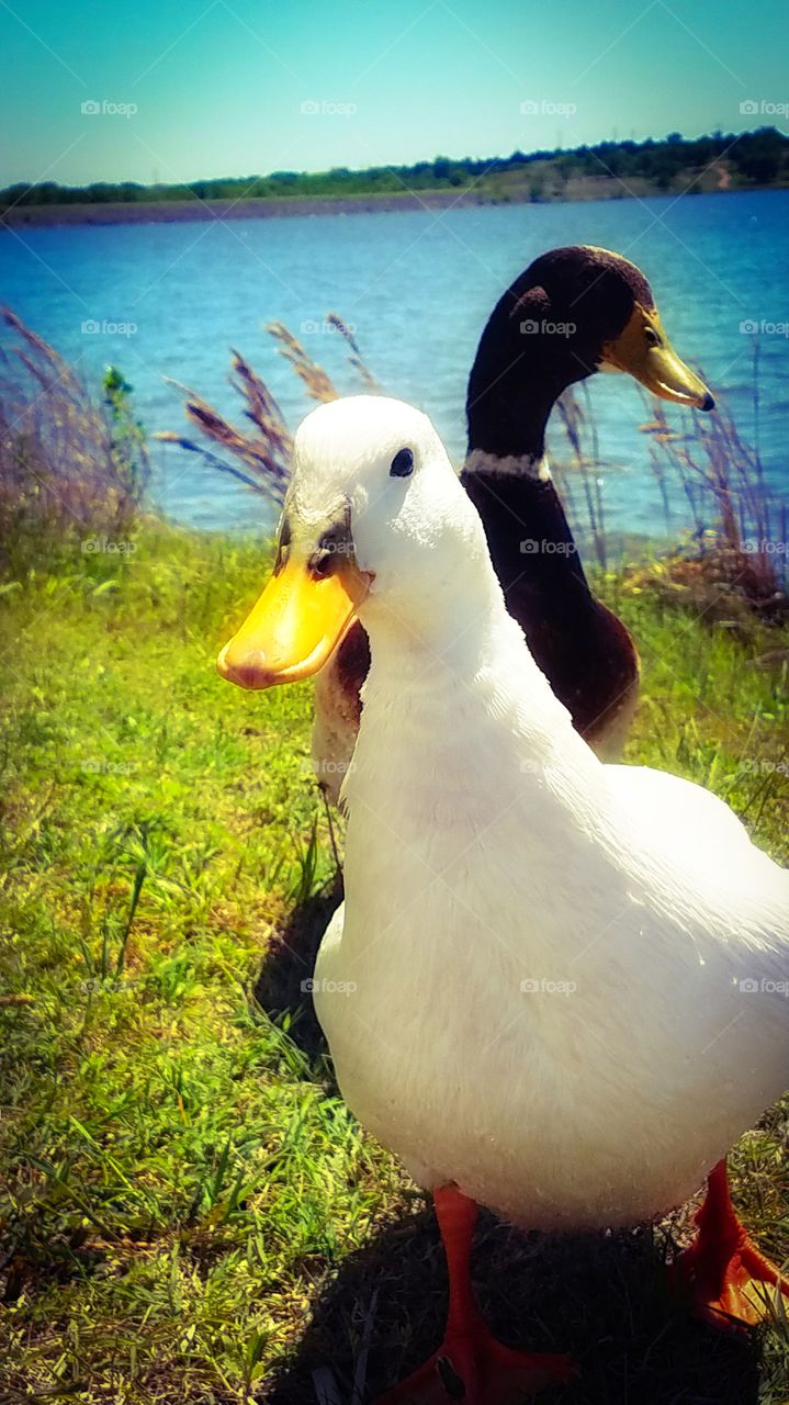 Duck Duck......