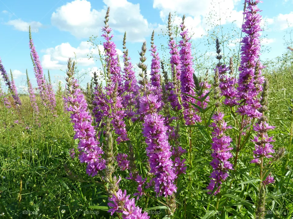 field