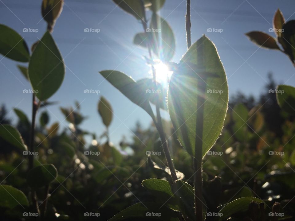the sun through the leaves