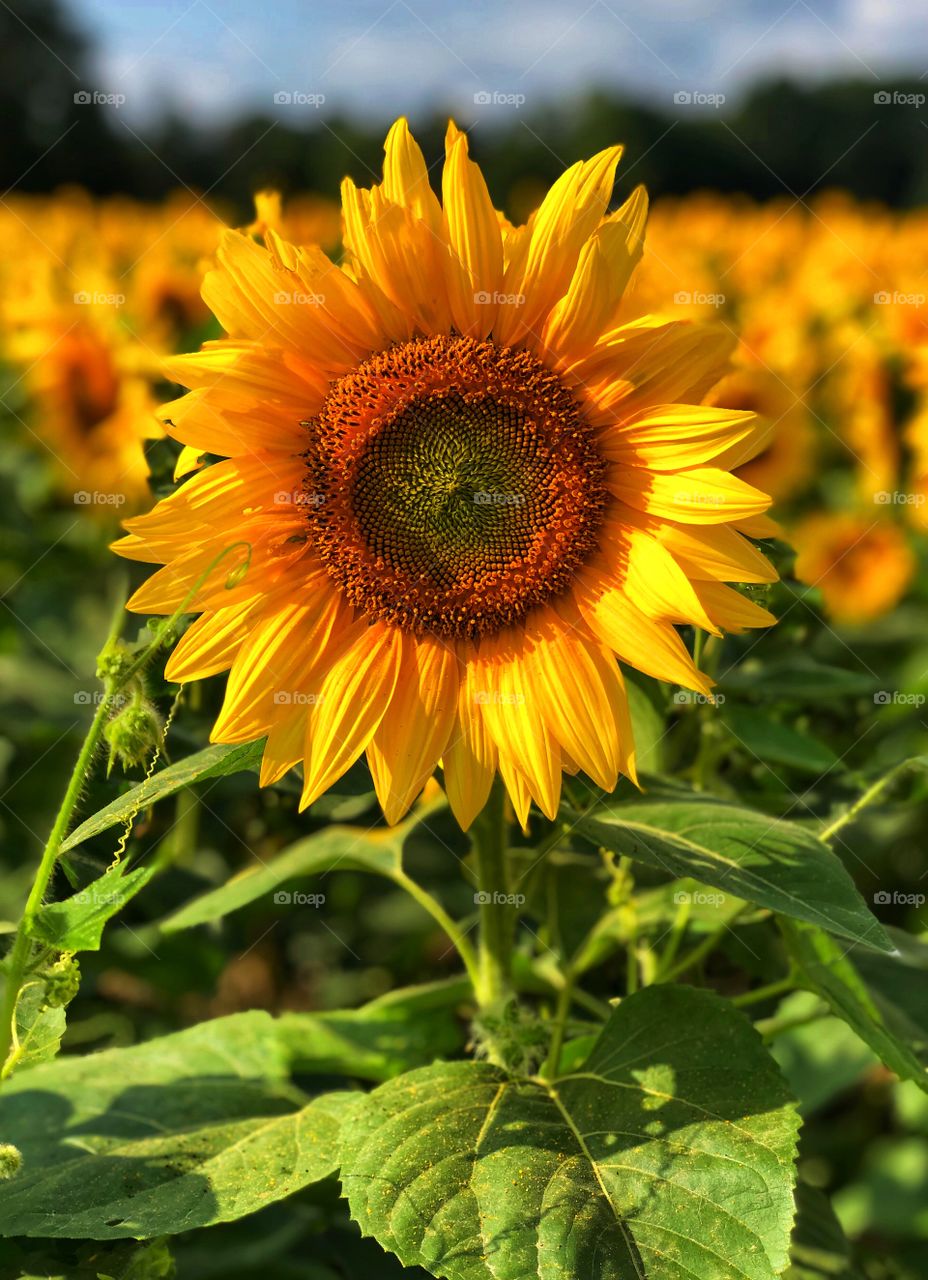 Sunflower, Yellow Springs. OH