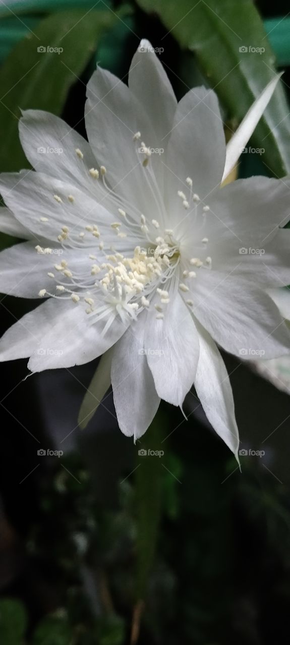 Wijaya Kusuma flower blossom