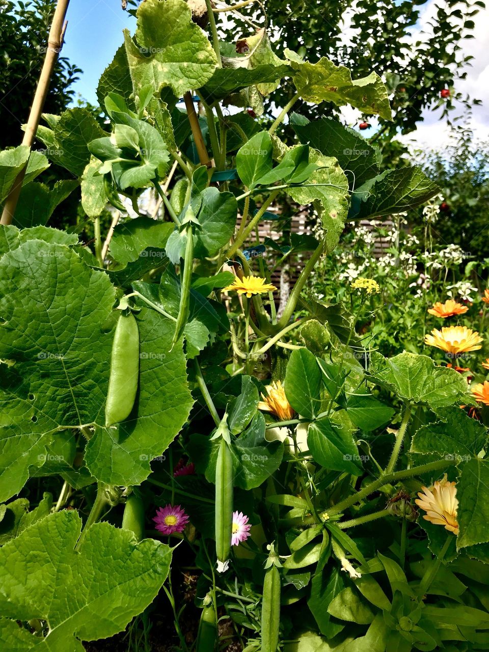 Fresh peas straight from bush